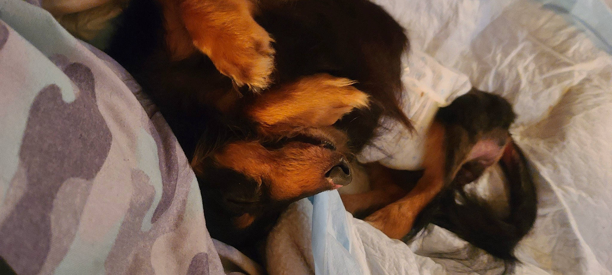 Dobby is registered to the contest to win money with this photo: bed, canidae, carnivore, comfort, companion_dog, dog, dog_breed, duvet, ear, fawn, fur, house, linens, nap, paw, sleep, snout, sporting_group, whiskers, working_animal