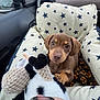 puppy, dog, pet_bed, plush_toy, car_interior, star_pattern, brown_dog, cute, young_dog, animal, cozy, toy, car_seat, window, daylight, looking, soft_toy, indoor, companion, adorable