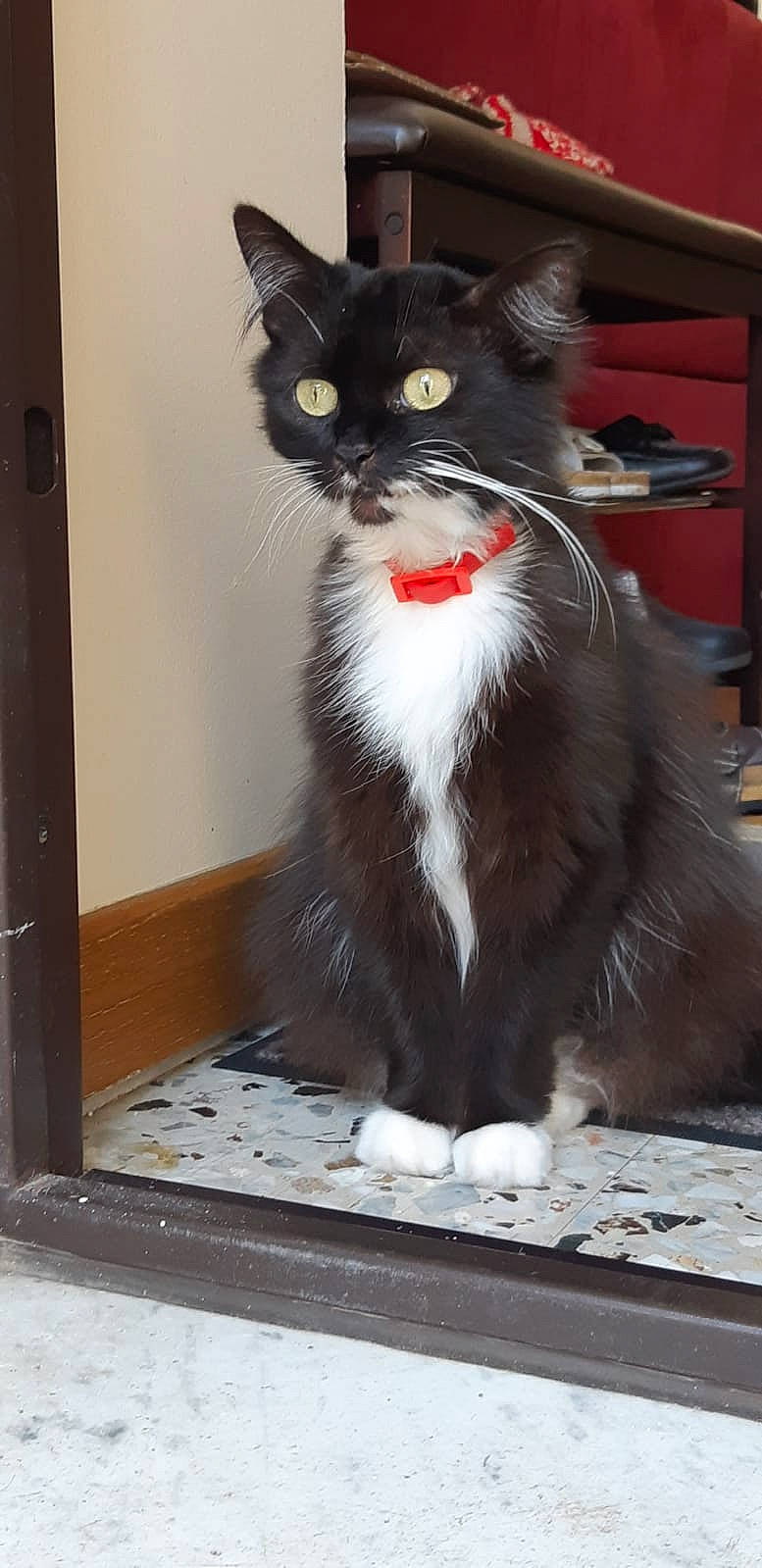 Maya participe au concours pour gagner de l'argent avec cette photo : aegean_cat, asian, black_cat, carnivore, cat, domestic_long_haired_cat, domestic_short_haired_cat, felidae, kitten, mammal, norwegian_forest_cat, ojos_azules, polydactyl_cat, small_to_medium_sized_cats, snout, tail, whiskers