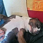 Nemla participe au concours pour gagner de l'argent avec cette photo : animal, belly_rub, black, blanket, brown, canine, close_up, comfort, cushion, cute, dog, domestic, fur, hand, indoor, lying_down, pet, relaxed, resting, white