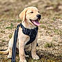 Kayzen participe au concours pour gagner de l'argent avec cette photo : animal, canine, cute, dog, field, friendly, golden_retriever, grass, happy, harness, leash, mammal, nature, outdoor, pet, playful, puppy, sitting, tongue_out, young