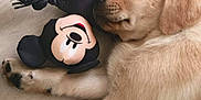 Kayzen a rejoint le concours — aidez-le/la à gagner de superbes lots ! animal, canine, close_up, cute, dog, floor, indoor, mickey_mouse, nap, pet, plush, puppy, relaxed, resting, rope, sleeping, soft_toy, toy, wooden_floor, young_dog