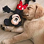 animal, canine, close_up, cute, dog, floor, indoor, mickey_mouse, nap, pet, plush, puppy, relaxed, resting, rope, sleeping, soft_toy, toy, wooden_floor, young_dog