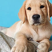 Kayzen a rejoint le concours — aidez-le/la à gagner de superbes lots ! animal, blue_background, canine, cute, dog, domestic_animal, ears, face, floor, fur, golden_retriever, indoor, laying_down, nose, paw, pet, portrait, puppy, towel, young