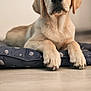 Kayzen participe au concours pour gagner de l'argent avec cette photo : animal, bed, blue_bed, calm, closeup, cute, dog, ears, floor, fur, indoors, labrador, looking, lying_down, nose, paws, pet, portrait, puppy, young