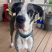 Kilo joined the competition — help win amazing prizes! dog, canine, black_and_white, brindle, pet, portrait, close_up, standing, collar, blue_collar, floppy_ears, brown_eyes, nose, whiskers, porch, deck, outdoor, flower_pots, furniture, daylight
