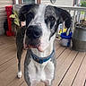 dog, canine, black_and_white, brindle, pet, portrait, close_up, standing, collar, blue_collar, floppy_ears, brown_eyes, nose, whiskers, porch, deck, outdoor, flower_pots, furniture, daylight
