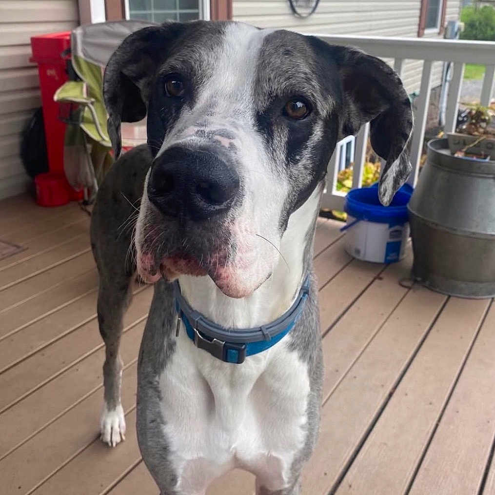 Kilo joined the competition — help win amazing prizes! dog, canine, black_and_white, brindle, pet, portrait, close_up, standing, collar, blue_collar, floppy_ears, brown_eyes, nose, whiskers, porch, deck, outdoor, flower_pots, furniture, daylight