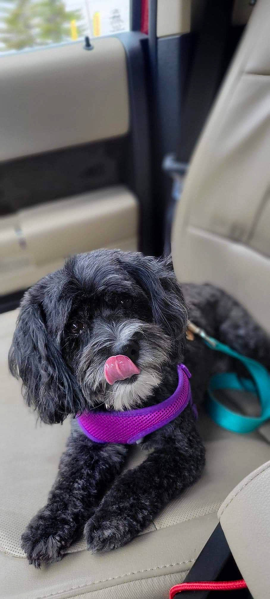 Mila is registered to the contest to win money with this photo: canidae, carnivore, collar, companion_dog, dog, dog_breed, dog_collar, dog_supply, foot, fur, leash, liver, non_sporting_group, sporting_group, terrestrial_animal, terrier, toy_dog, water_dog, wool, working_animal