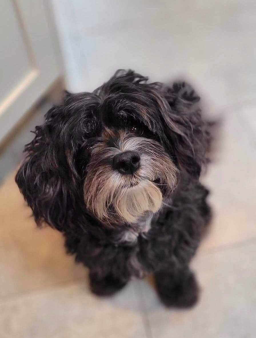 Mila joined the competition — help win amazing prizes! canidae, carnivore, companion_dog, dog, dog_breed, fur, liver, maltepoo, non_sporting_group, shih_poo, small_terrier, snout, sporting_group, terrestrial_animal, terrier, toy_dog, water_dog, working_animal, yorkipoo