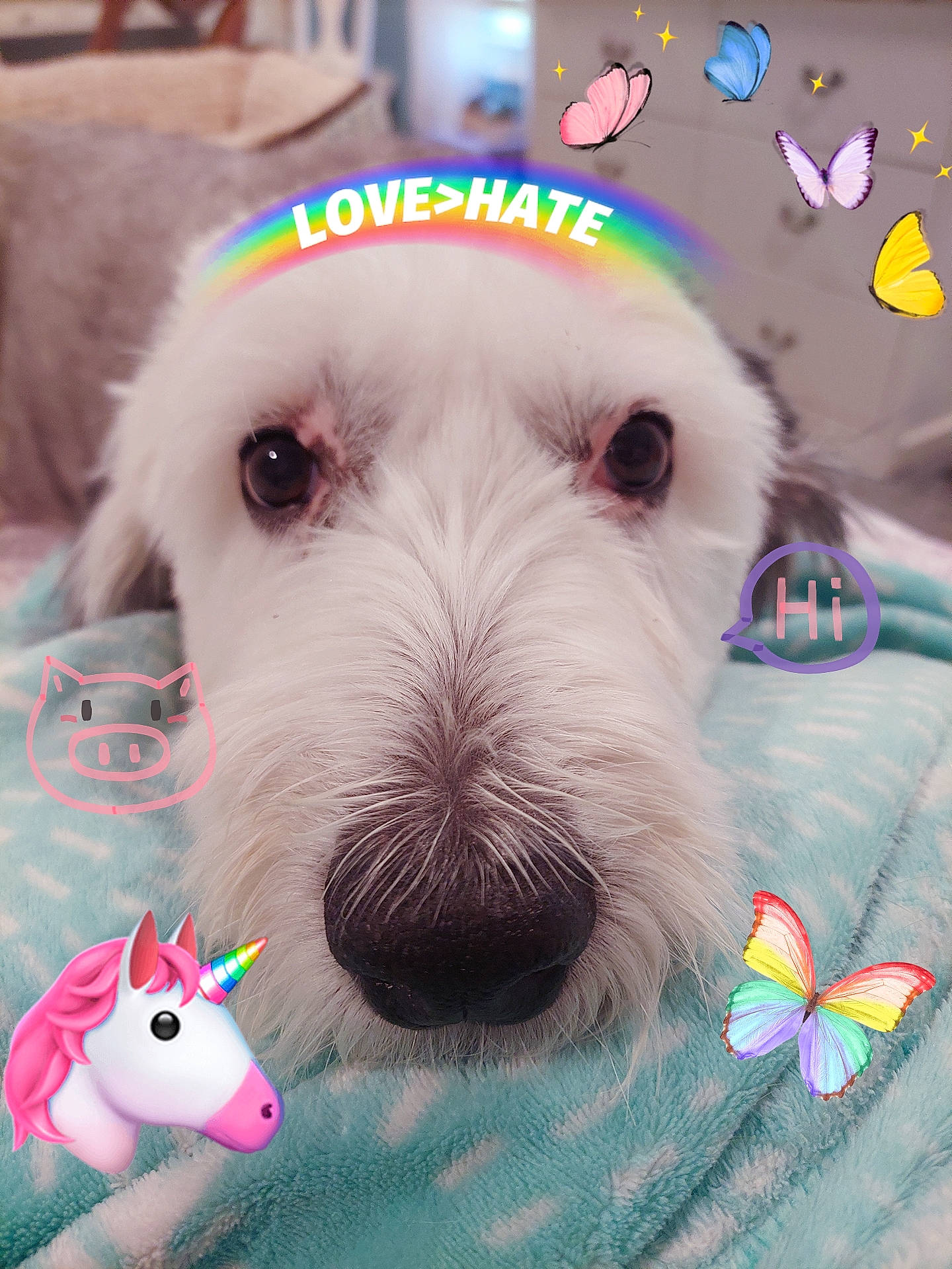 Maggie joined the competition — help win amazing prizes! canidae, carnivore, circle, collar, companion_dog, dog, dog_breed, dog_supply, mammal, pattern, pet_supply, pollinator, snout, sporting_group, stuffed_toy, toy, toy_dog, vertebrate, white, working_animal