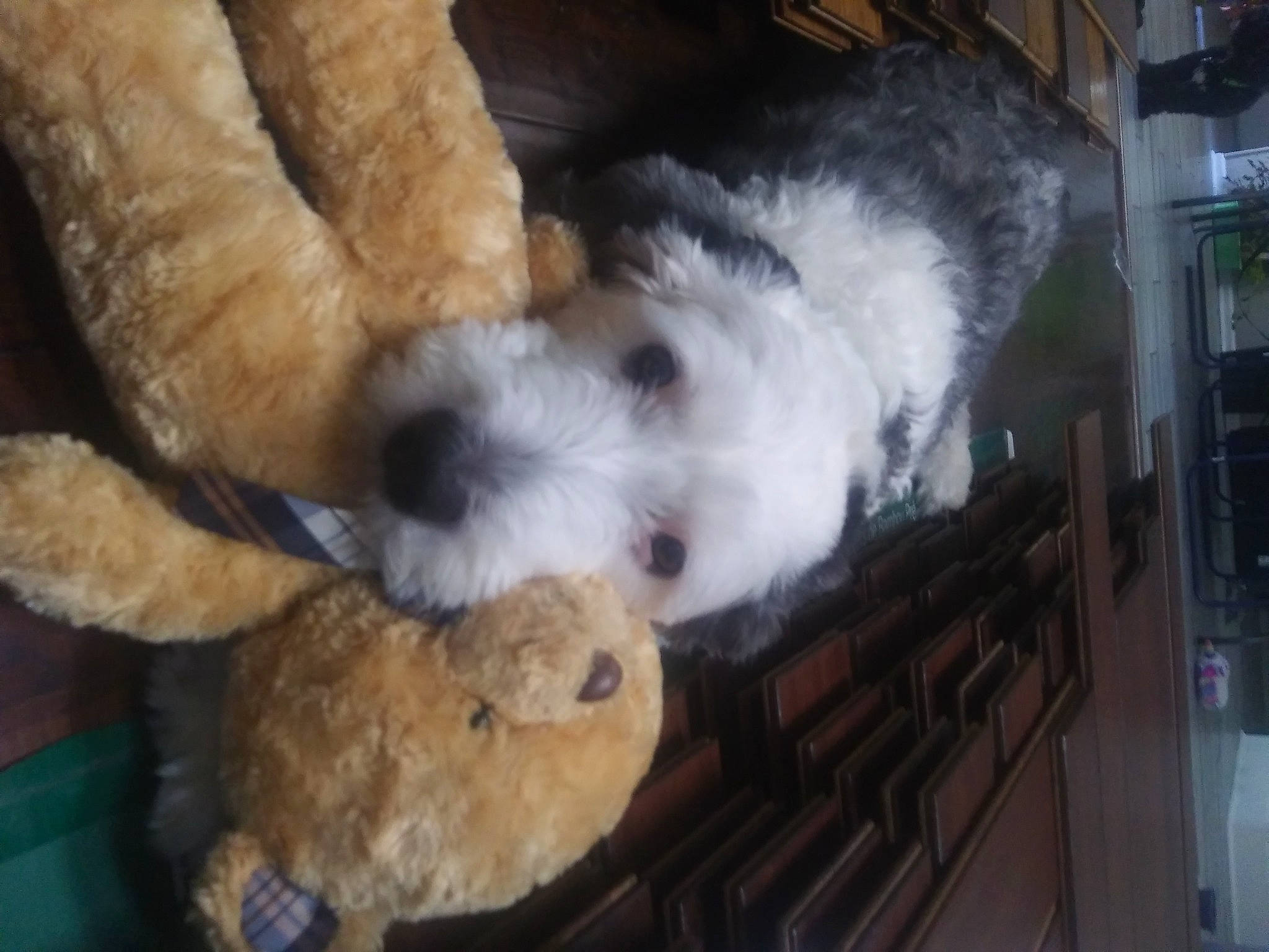 Maggie is registered to the contest to win money with this photo: canidae, carnivore, cockapoo, companion_dog, dog, dog_breed, dog_supply, fawn, fur, labradoodle, poodle, puppy_love, shih_poo, small_terrier, snout, sporting_group, terrier, toy, toy_dog, working_animal