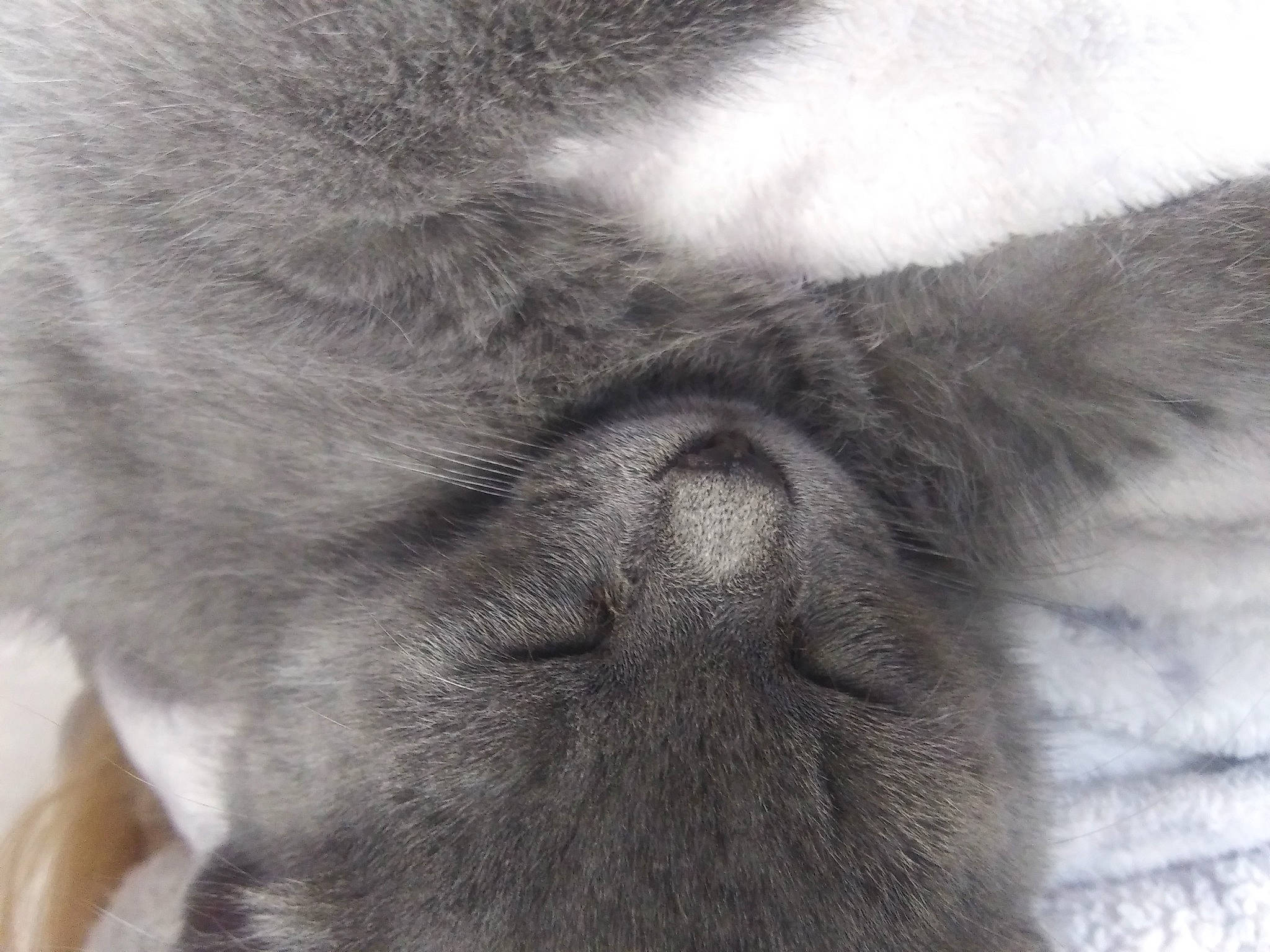 Willow is registered to the contest to win money with this photo: carnivore, claw, dog_breed, fawn, felidae, fur, grey, liver, nap, paw, small_to_medium_sized_cats, sporting_group, tail, terrestrial_animal, whiskers, wrinkle