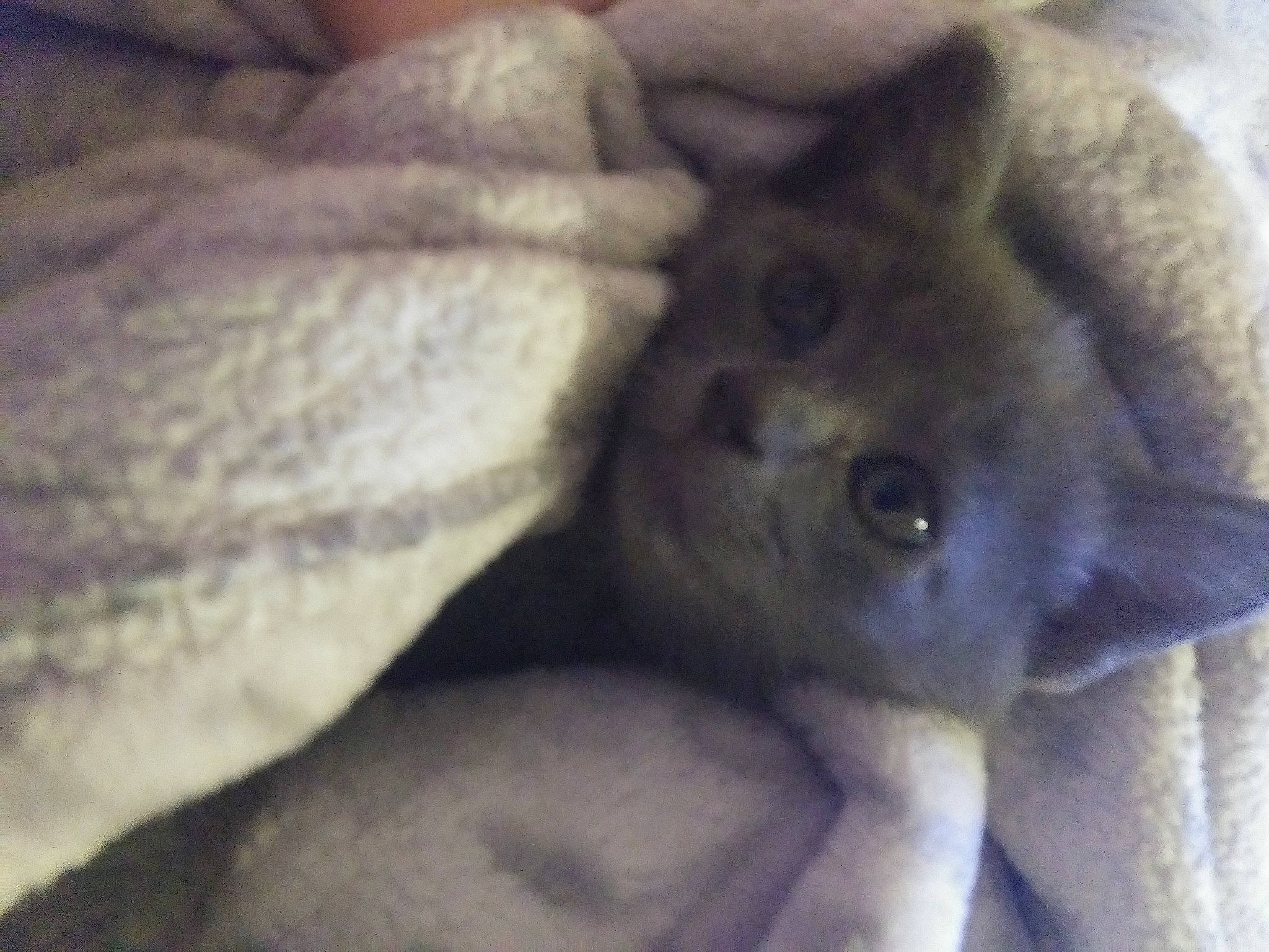 Willow is registered to the contest to win money with this photo: ear, felidae, fur, small_to_medium_sized_cats, snout, terrestrial_animal, whiskers