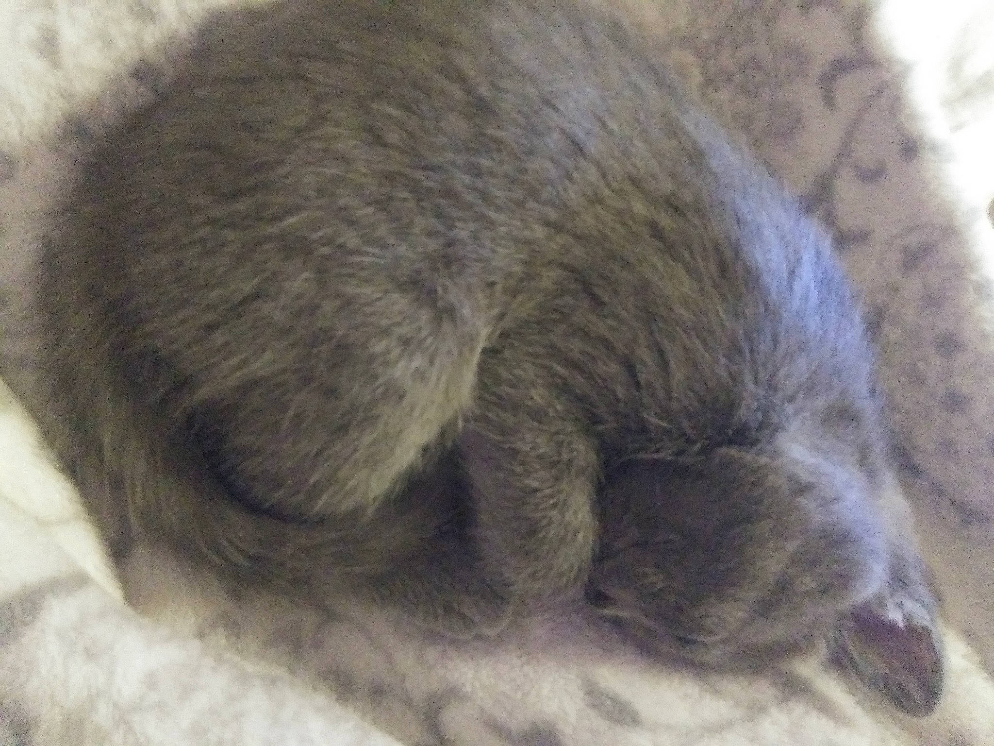 Willow is registered to the contest to win money with this photo: carnivore, cat, claw, comfort, domestic_short_haired_cat, felidae, fur, grey, nap, paw, sleep, small_to_medium_sized_cats, snout, tail, terrestrial_animal, whiskers