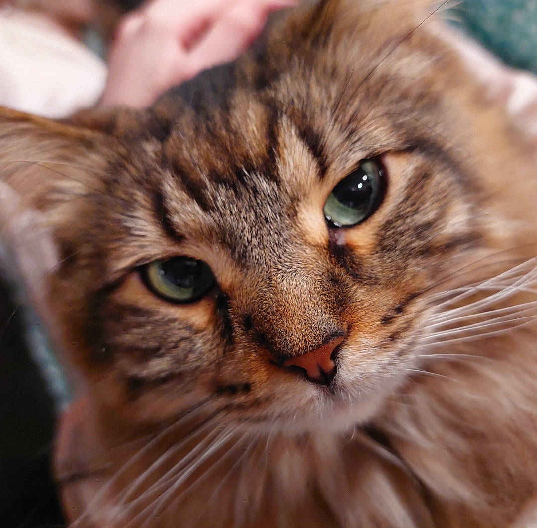 Trixie joined the competition — help win amazing prizes! carnivore, cat, close_up, domestic_short_haired_cat, felidae, fur, small_to_medium_sized_cats, snout, terrestrial_animal, whiskers, wildlife