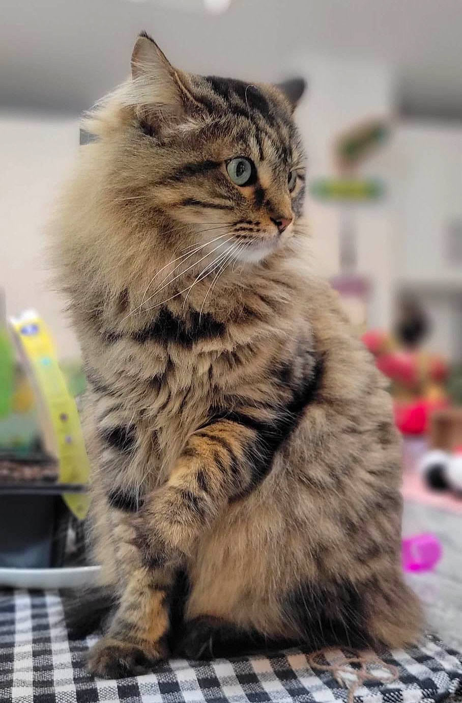 Trixie joined the competition — help win amazing prizes! carnivore, cat, claw, domestic_short_haired_cat, event, felidae, fur, maine_coon, pattern, paw, sitting, small_to_medium_sized_cats, snout, tail, terrestrial_animal, whiskers