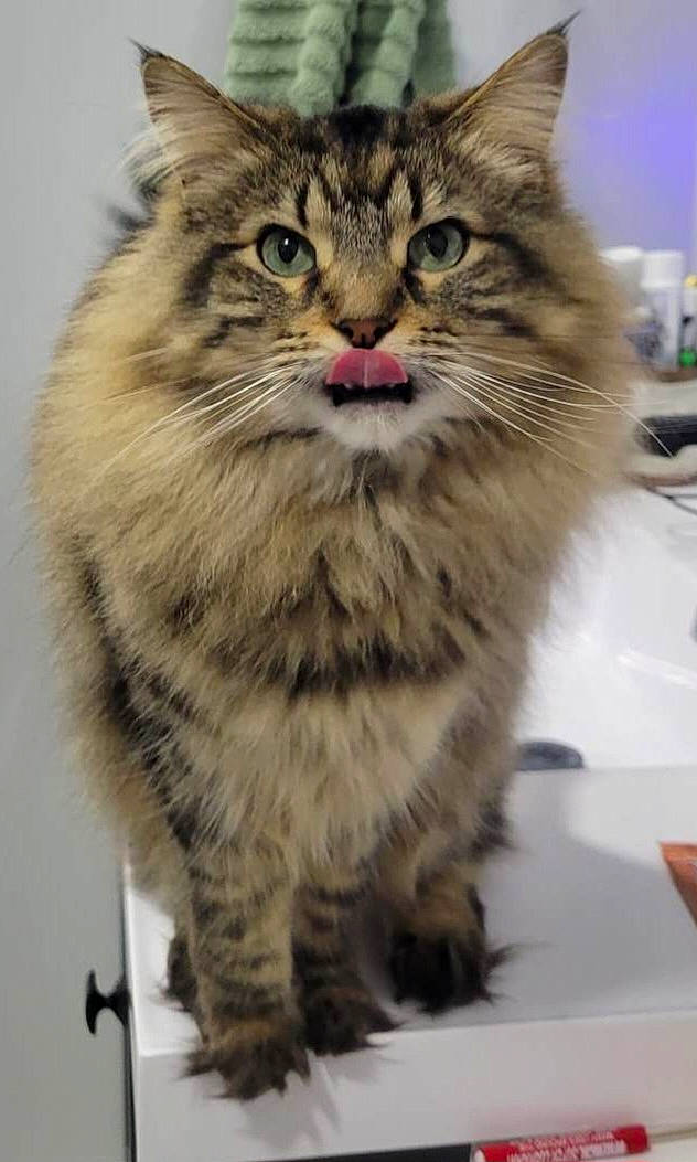 Trixie joined the competition — help win amazing prizes! box, carnivore, cat, domestic_short_haired_cat, felidae, fur, maine_coon, norwegian_forest_cat, small_to_medium_sized_cats, snout, terrestrial_animal, whiskers