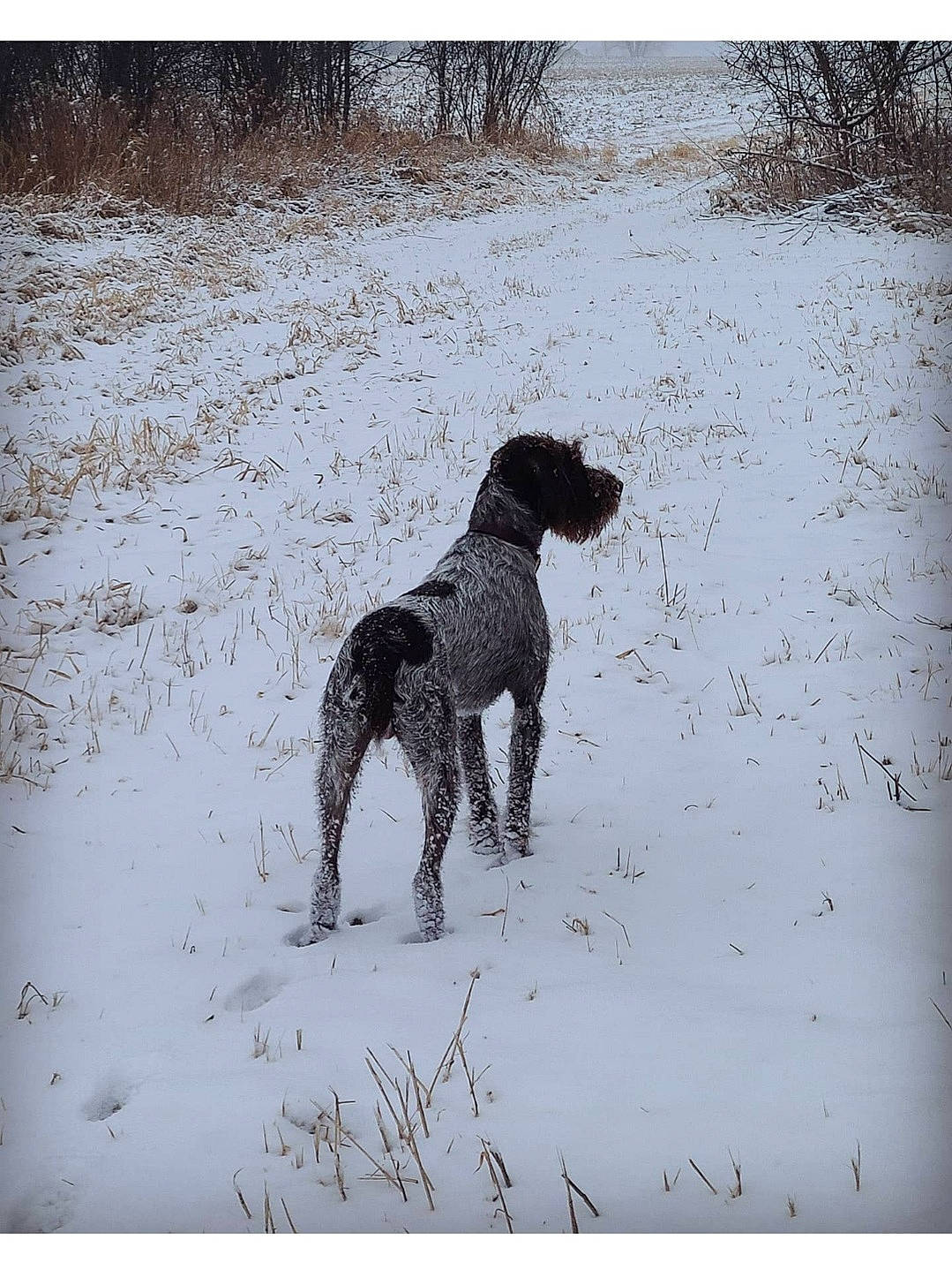 Odin is registered to the contest to win money with this photo: adaptation, art, canidae, carnivore, dog, dog_breed, fawn, gun_dog, monochrome, monochrome_photography, pattern, rectangle, snout, snow, sporting_group, tail, terrestrial_animal, visual_arts, winter, working_animal