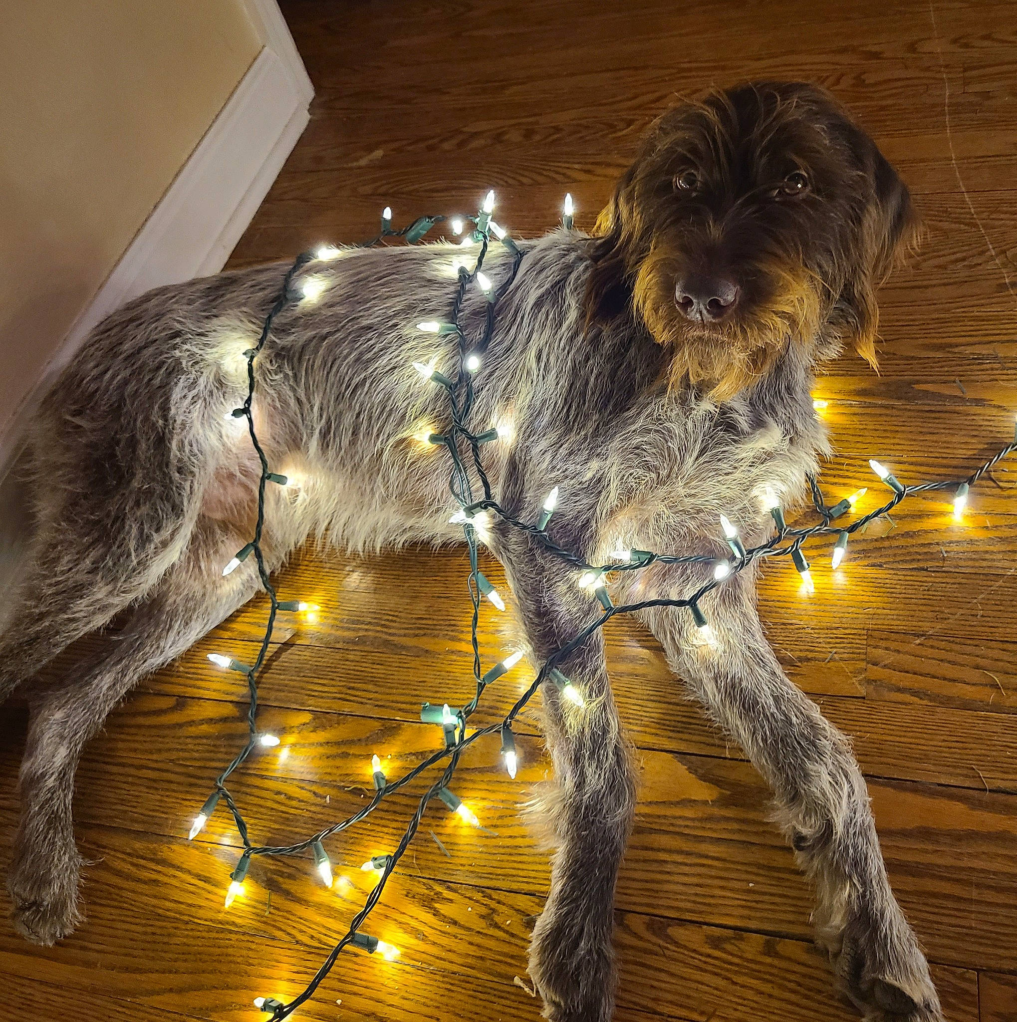 Odin joined the competition — help win amazing prizes! art, canidae, carnivore, companion_dog, dog, dog_breed, fictional_character, fur, metal, sculpture, sporting_group, tail, terrestrial_animal, terrier, toy_dog, twig, visual_arts, wood, working_animal