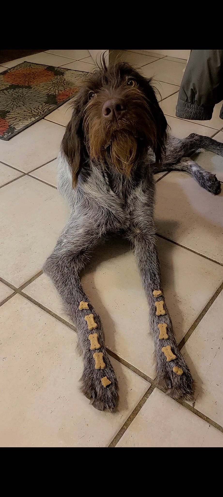 Odin joined the competition — help win amazing prizes! art, canidae, carnivore, claw, companion_dog, dog, dog_breed, flooring, foot, fur, human_leg, liver, metal, snout, sporting_group, tail, terrestrial_animal, terrier, thigh, wood