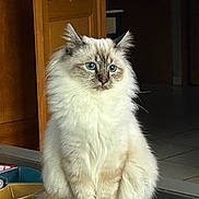 Ammon participe au concours pour gagner de l'argent avec cette photo : cat, fluffy, blue_eyes, indoor, sitting, feline, fur, pet, animal, domestic, whiskers, portrait, cute, soft_light, close_up, relaxed, looking_away, wooden_door, tile_floor, quiet