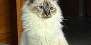 Ammon participe au concours pour gagner de l'argent avec cette photo : animal, blue_eyes, cat, close_up, cute, domestic, feline, fluffy, fur, indoor, looking_away, pet, portrait, quiet, relaxed, sitting, soft_light, tile_floor, whiskers, wooden_door