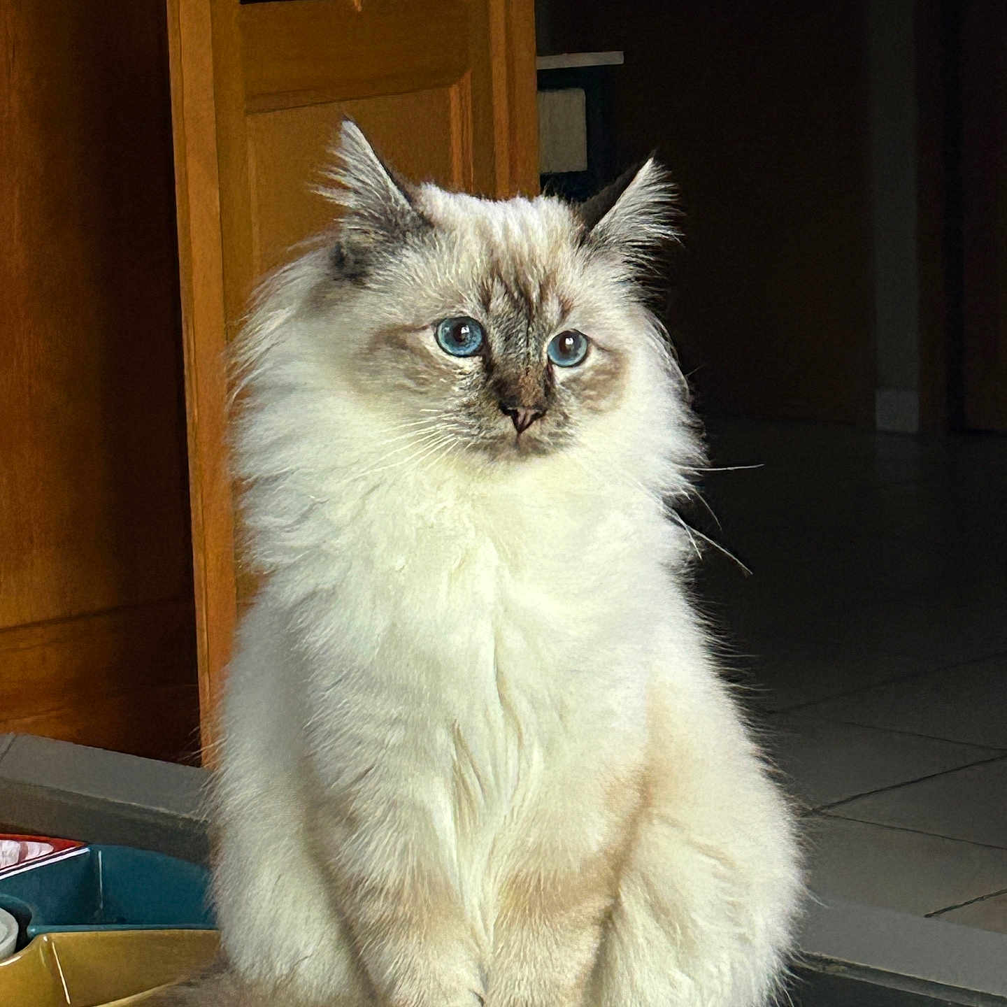 Ammon participe au concours pour gagner de l'argent avec cette photo : animal, blue_eyes, cat, close_up, cute, domestic, feline, fluffy, fur, indoor, looking_away, pet, portrait, quiet, relaxed, sitting, soft_light, tile_floor, whiskers, wooden_door