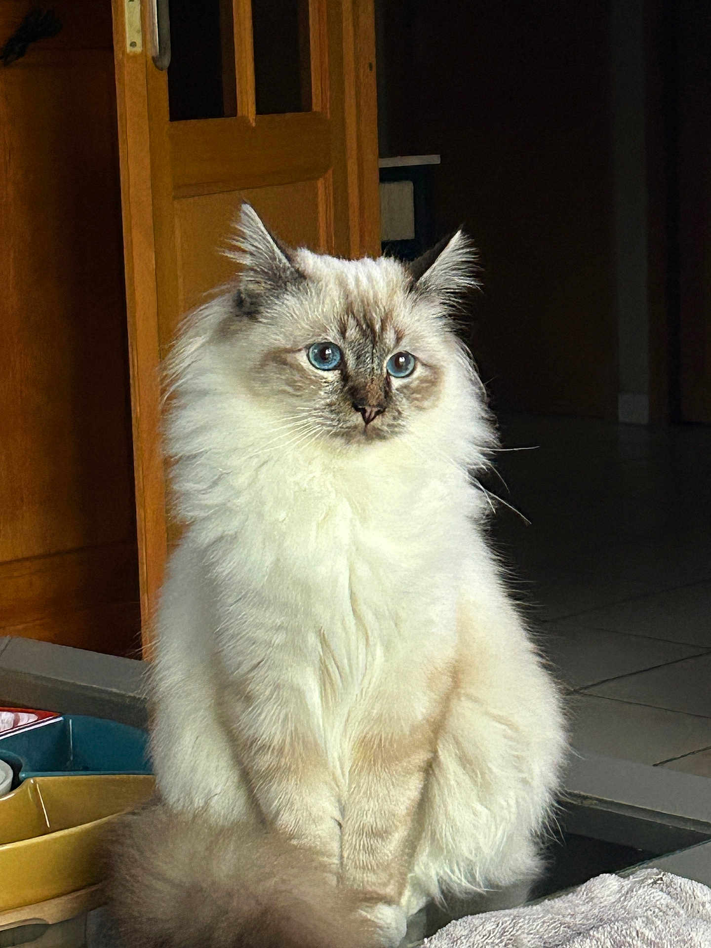 Ammon participe au concours pour gagner de l'argent avec cette photo : cat, fluffy, blue_eyes, indoor, sitting, feline, fur, pet, animal, domestic, whiskers, portrait, cute, soft_light, close_up, relaxed, looking_away, wooden_door, tile_floor, quiet