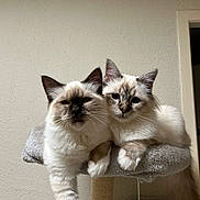 Ammon a rejoint le concours — aidez-le/la à gagner de superbes lots ! animal, cat, cat_tree, cats, companions, curious, cute, ears, face, feline, fluffy, fur, indoor, paw, perch, pet, relaxed, resting, two_animals, whiskers