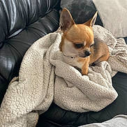 Hadzo participe au concours pour gagner de l'argent avec cette photo : dog, chihuahua, blanket, leather_couch, pillow, pet, small_dog, indoors, cozy, fur, ear, sitting, side_view, looking_down, home_interior, throw_blanket, soft_texture, tan_and_white, relaxed, sofa
