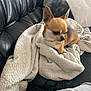 dog, chihuahua, blanket, leather_couch, pillow, pet, small_dog, indoors, cozy, fur, ear, sitting, side_view, looking_down, home_interior, throw_blanket, soft_texture, tan_and_white, relaxed, sofa