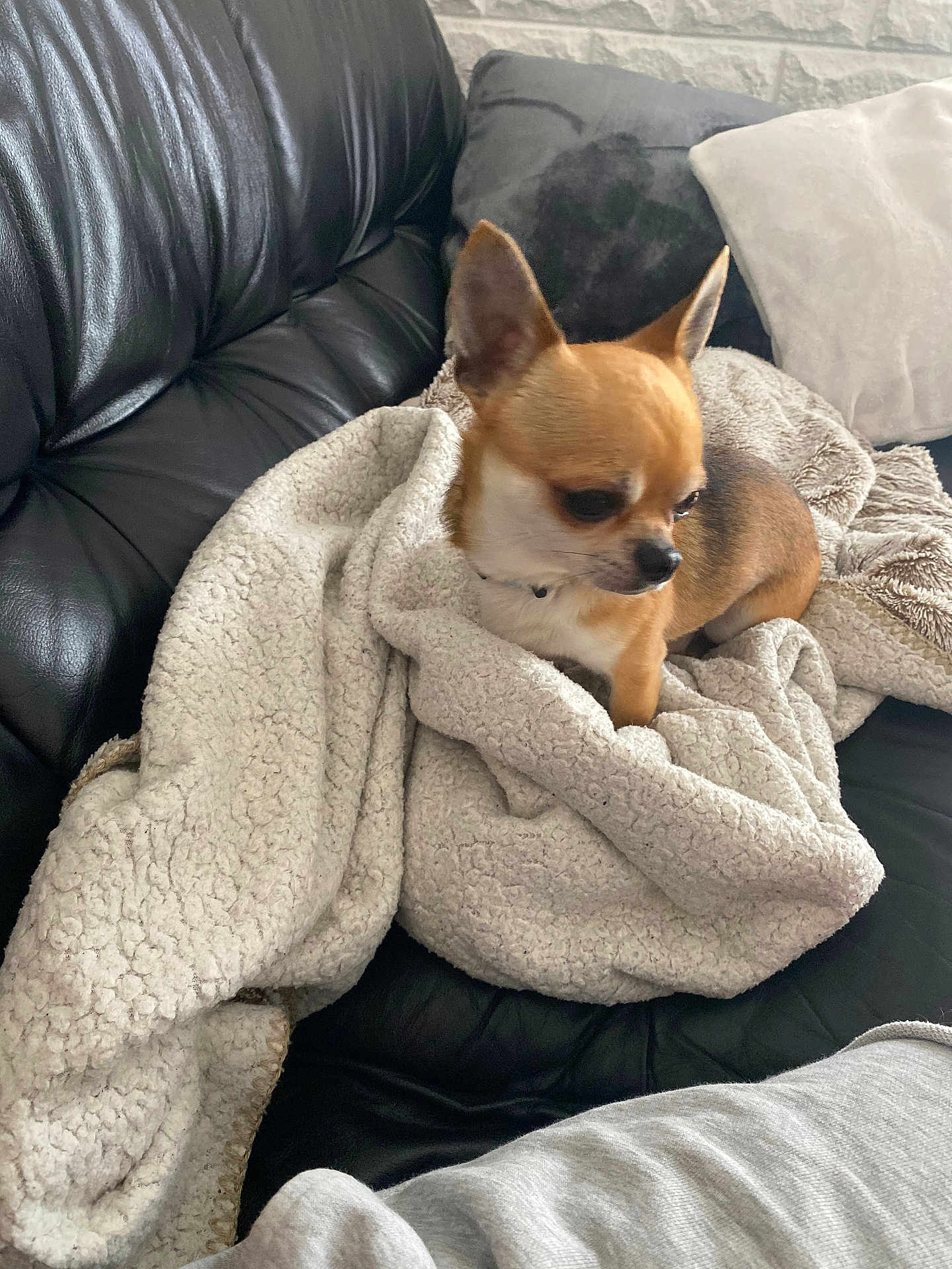 Hadzo participe au concours pour gagner de l'argent avec cette photo : dog, chihuahua, blanket, leather_couch, pillow, pet, small_dog, indoors, cozy, fur, ear, sitting, side_view, looking_down, home_interior, throw_blanket, soft_texture, tan_and_white, relaxed, sofa