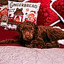 London is registered to the contest to win money with this photo: bed, brown, christmas, cozy, curly_hair, cute, decor, dog, fabric, festive, gingerbread, holiday, indoor, pet, pillow, quilt, red, resting, sleepy, star_shaped_pillow