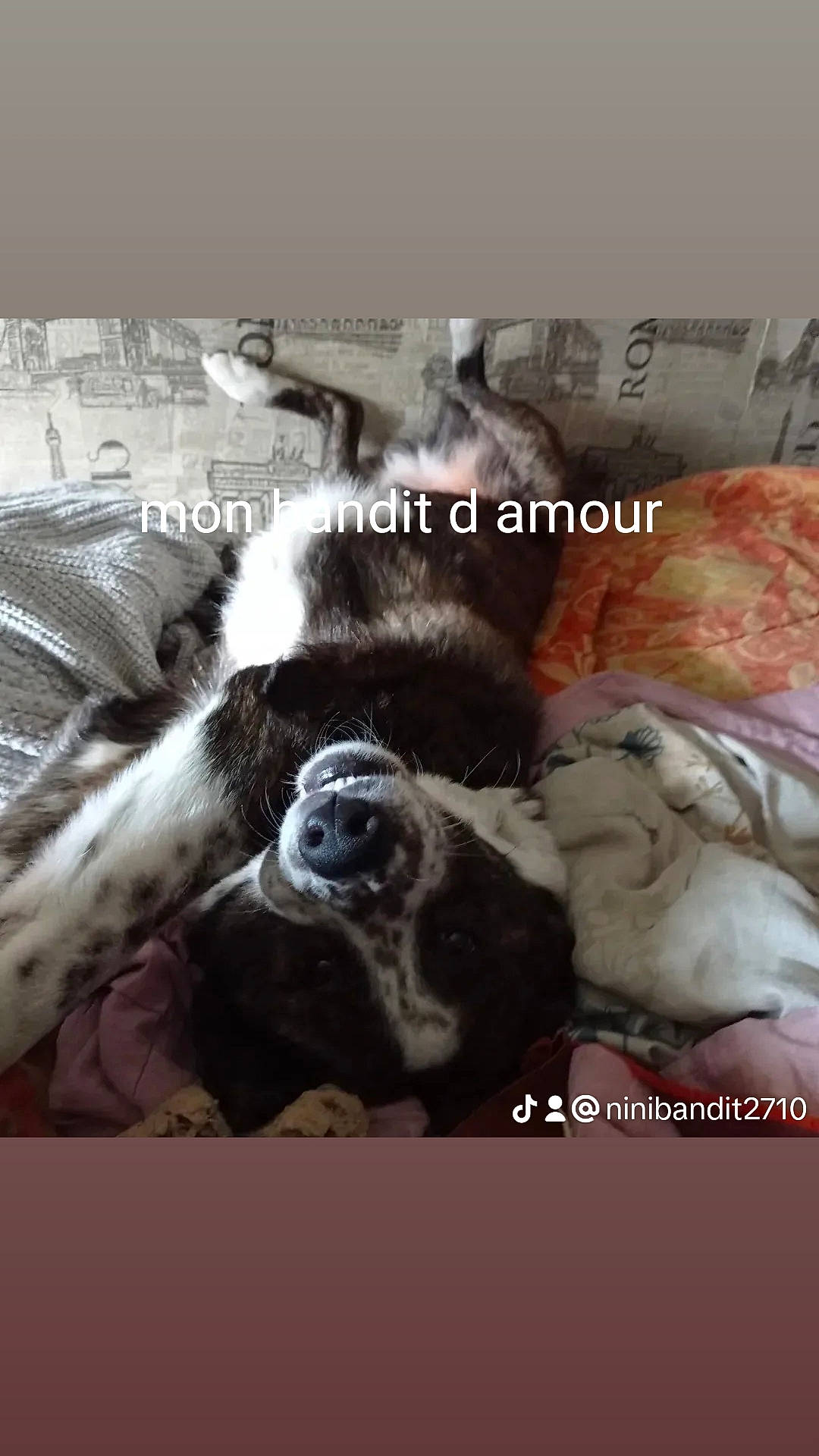 Bandit participe au concours pour gagner de l'argent avec cette photo : advertising, art, bedding, book_cover, canidae, cg_artwork, companion_dog, dog_breed, font, fur, linens, petal, photo_caption, publication, room, sporting_group, toy, toy_dog, visual_arts