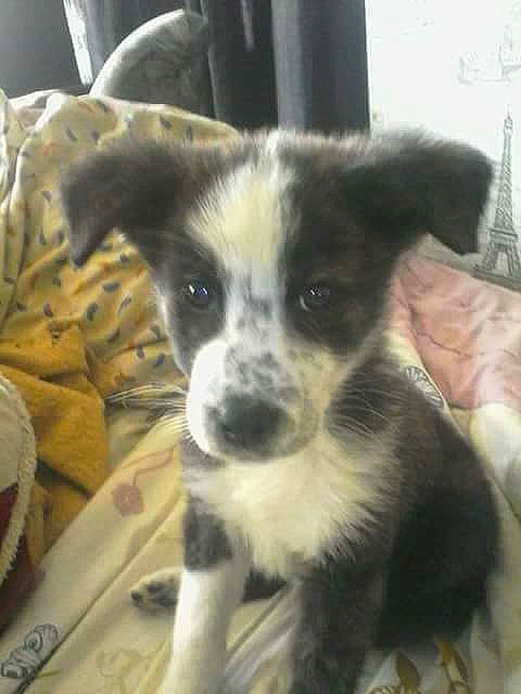 Bandit participe au concours pour gagner de l'argent avec cette photo : canidae, carnivore, comfort, companion_dog, dog, dog_breed, fur, iris, linens, puppy, snout, terrestrial_animal, vertebrate, whiskers, working_animal, working_dog