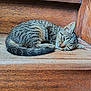 Félix participe au concours pour gagner de l'argent avec cette photo : cat, tabby, sleeping, wooden_stairs, pet, animal, fur, rest, cozy, indoor, peaceful, curled_up, quiet, brown, texture, closeup, relaxing, cute, domestic_cat, calm