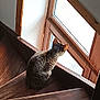 Félix participe au concours pour gagner de l'argent avec cette photo : cat, tabby, stairs, wooden, window, indoor, pet, animal, curious, feline, natural_light, quiet, home, brown, texture, sitting, looking_out, domestic, cozy, daylight