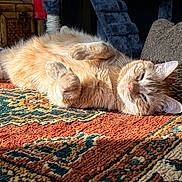 Squints is registered to the contest to win money with this photo: cat, orange_tabby, carpet, patterned_rug, indoor, sunlight, relaxed, sleepy, feline, pet, cozy, home, cushion, wooden_chest, fur, whiskers, paw, lying_down, warm_light, comfort