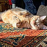 cat, orange_tabby, carpet, patterned_rug, indoor, sunlight, relaxed, sleepy, feline, pet, cozy, home, cushion, wooden_chest, fur, whiskers, paw, lying_down, warm_light, comfort