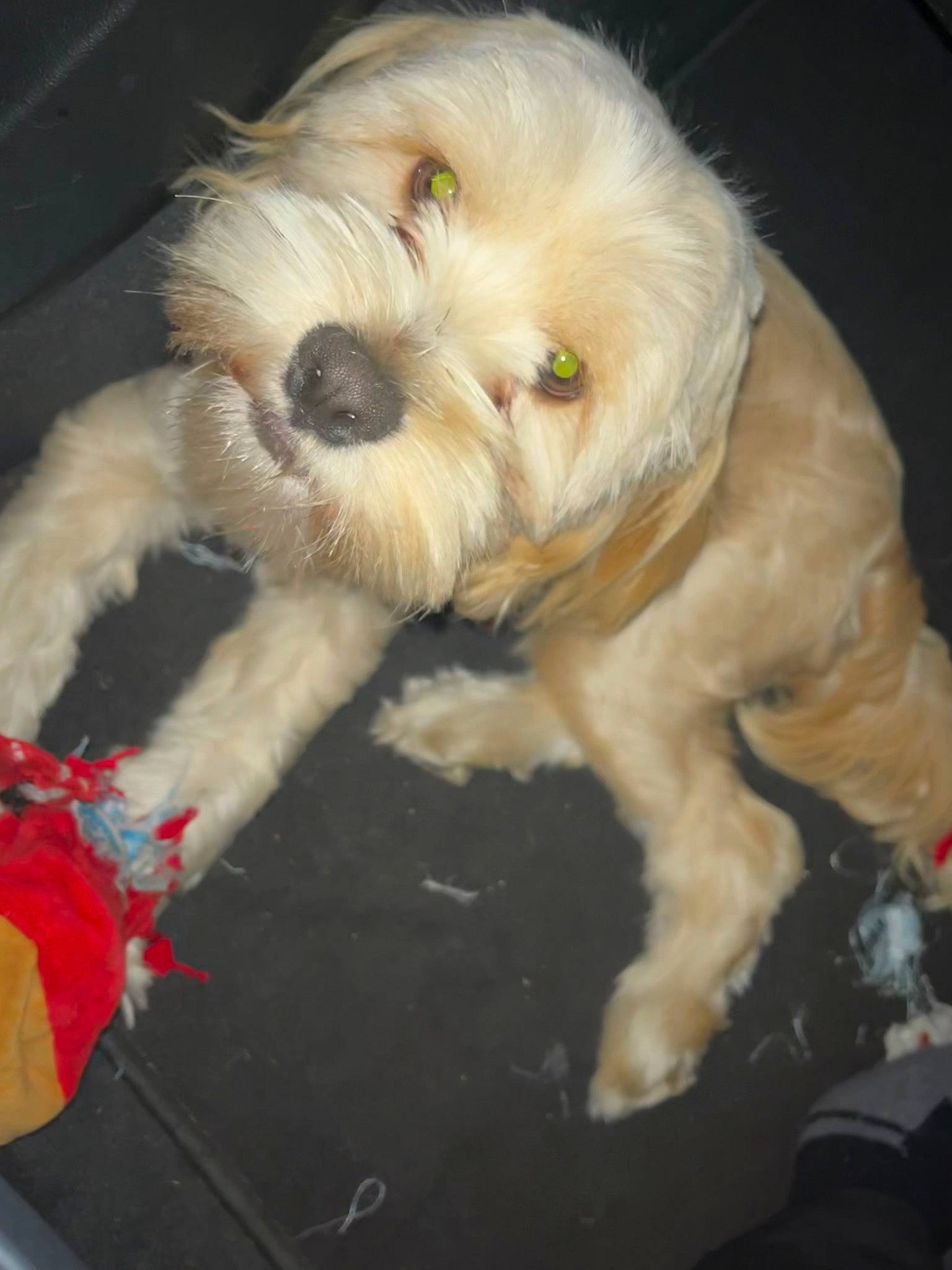 Meatball is registered to the contest to win money with this photo: canidae, carnivore, companion_dog, dog, dog_breed, dog_supply, fur, labradoodle, maltepoo, poodle_crossbreed, puppy, puppy_love, small_terrier, snout, sporting_group, terrier, toy_dog, water_dog, working_animal, yorkipoo