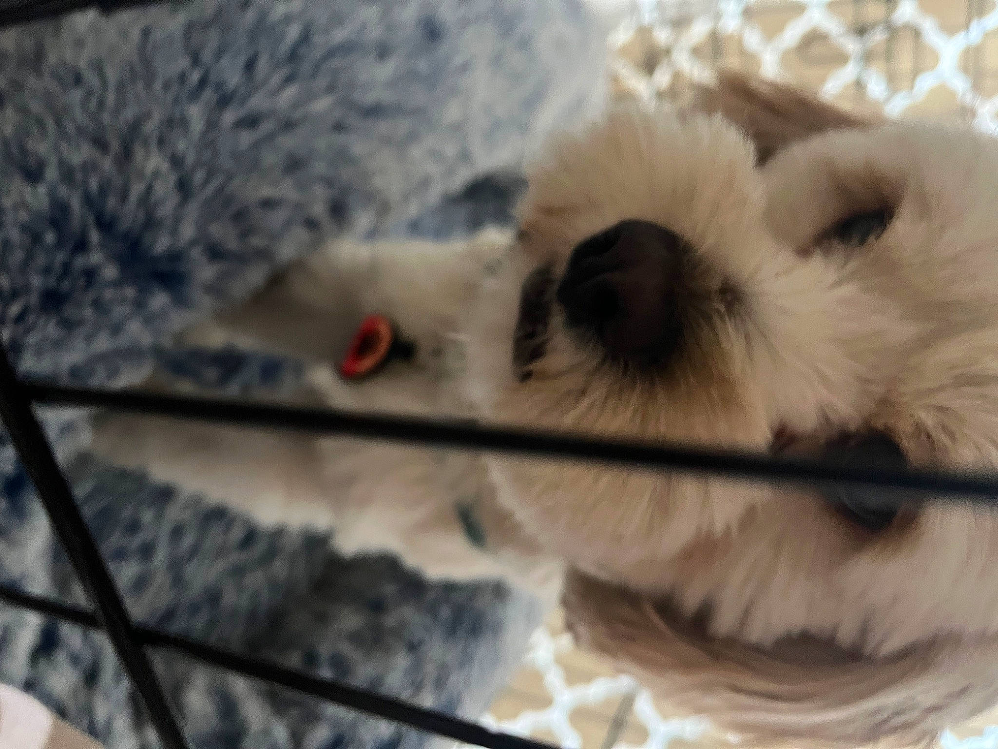 Meatball is registered to the contest to win money with this photo: carnivore, close_up, companion_dog, dog, dog_breed, eyelash, felidae, fur, mammal, paw, small_to_medium_sized_cats, snout, sporting_group, terrestrial_animal, terrier, toy, toy_dog, vertebrate, whiskers, working_animal