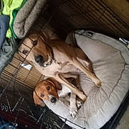 Miller joined the competition — help win amazing prizes! dog, crate, pet_bed, brown_dog, white_and_brown_dog, indoor, blanket, wooden_wall, floor_rug, resting, snuggling, caged, collar, two_dogs, furniture, cozy, animal, companion, domestic, quiet