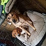 animal, blanket, brown_dog, caged, collar, companion, cozy, crate, dog, domestic, floor_rug, furniture, indoor, pet_bed, quiet, resting, snuggling, two_dogs, white_and_brown_dog, wooden_wall