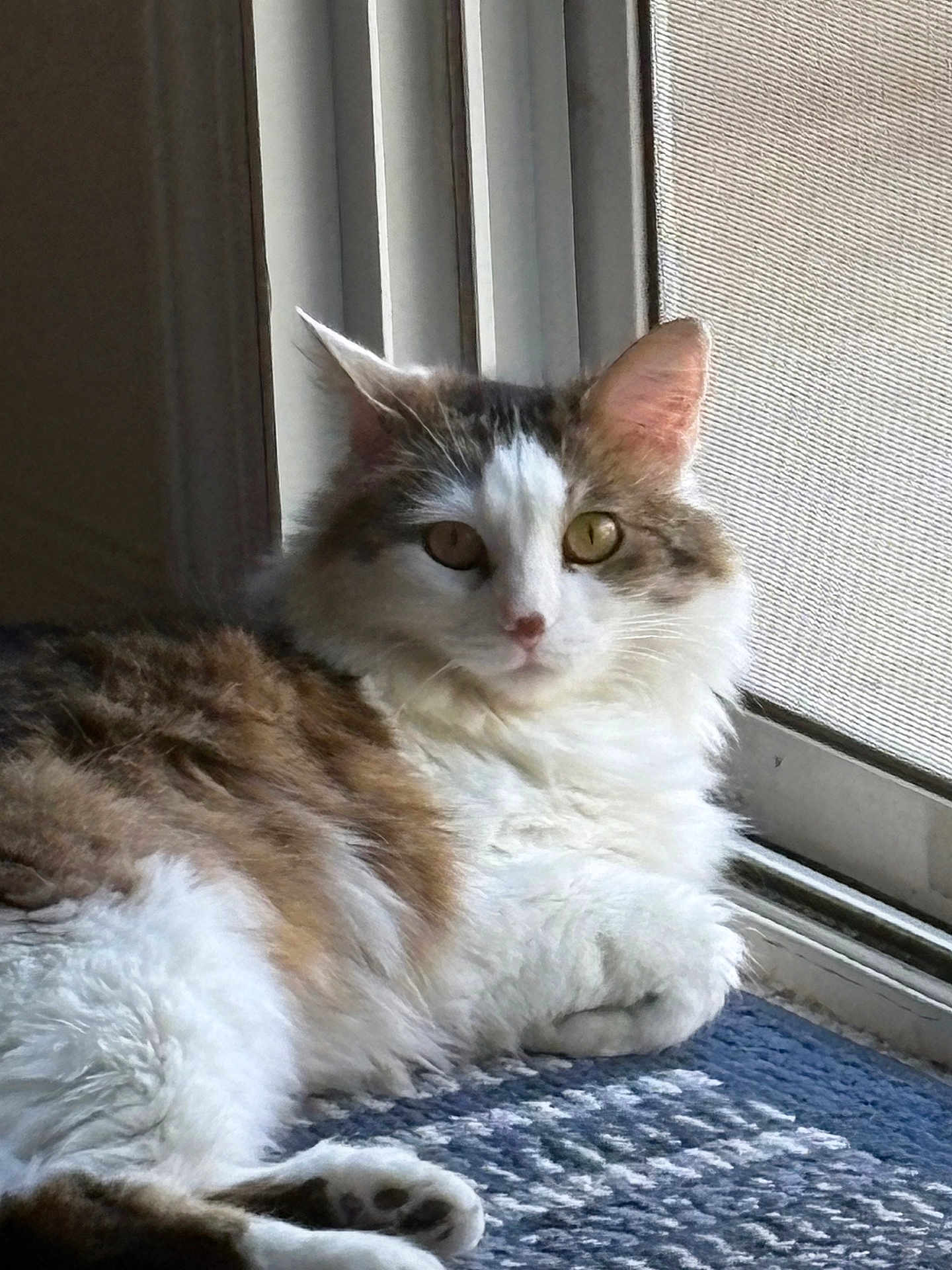 Bella