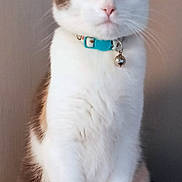 Princess Calliope is registered to the contest to win money with this photo: alert, animal, bell, bright_eyes, brown_fur, cat, closeup, collar, curious, domestic_cat, ears, feline, furry, indoor, paws, pet, portrait, sitting, whiskers, white_fur
