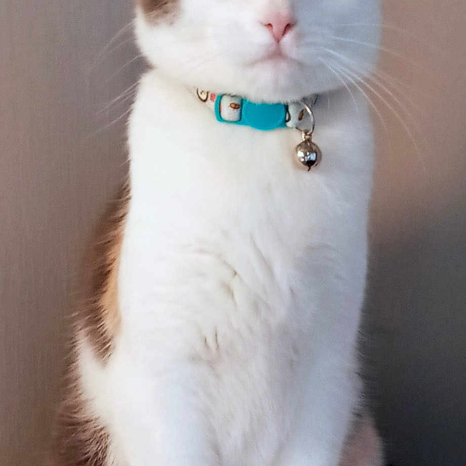 Princess Calliope is registered to the contest to win money with this photo: alert, animal, bell, bright_eyes, brown_fur, cat, closeup, collar, curious, domestic_cat, ears, feline, furry, indoor, paws, pet, portrait, sitting, whiskers, white_fur