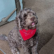 Dolly joined the competition — help win amazing prizes! alert, animal, bandana, brown_fur, canine, carpet, chair, companion, curly_fur, cute, dog, domestic_animal, friendly, furniture, house, indoor, looking_up, pet, red_bandana, sitting