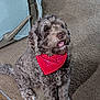alert, animal, bandana, brown_fur, canine, carpet, chair, companion, curly_fur, cute, dog, domestic_animal, friendly, furniture, house, indoor, looking_up, pet, red_bandana, sitting