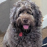 Dolly joined the competition — help win amazing prizes! dog, curly_fur, tongue_out, indoor, carpet, pet, happy, fluffy, collar, muzzle, fur, canine, cute, companion, animal, home, domestic, sitting, friendly, portrait